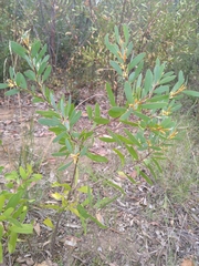Persoonia lanceolata