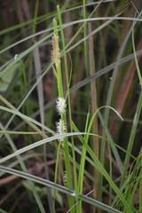 Carex fedia