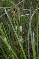Carex fedia