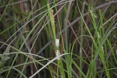 Carex fedia