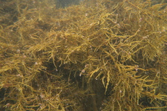 Cystophora cuspidata