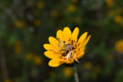 Euphoria subtomentosa