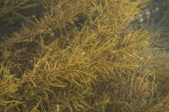 Cystophora cuspidata