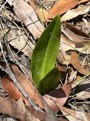 Cryptostylis