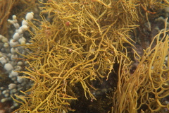 Cystophora cuspidata