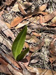 Cryptostylis