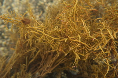 Cystophora cuspidata