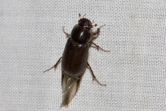 Acrossidius tasmaniae