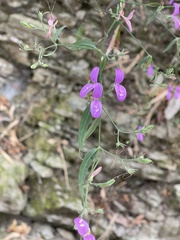 Hypoestes cumingiana