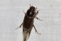 Acrossidius tasmaniae