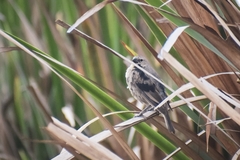 Molothrus bonariensis
