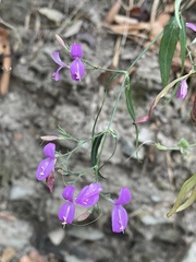 Hypoestes cumingiana
