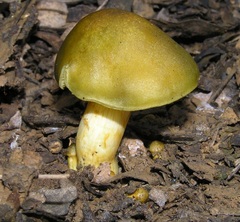 Cortinarius austrovenetus