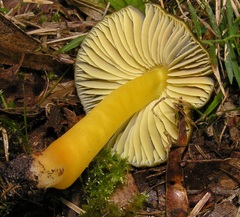 Cortinarius austrovenetus