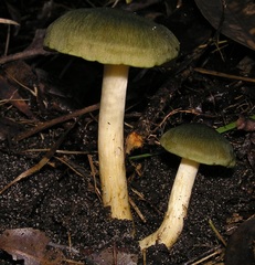 Cortinarius austrovenetus