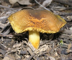 Cortinarius austrovenetus