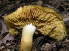 Cortinarius austrovenetus