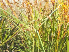 Cyperus thunbergii