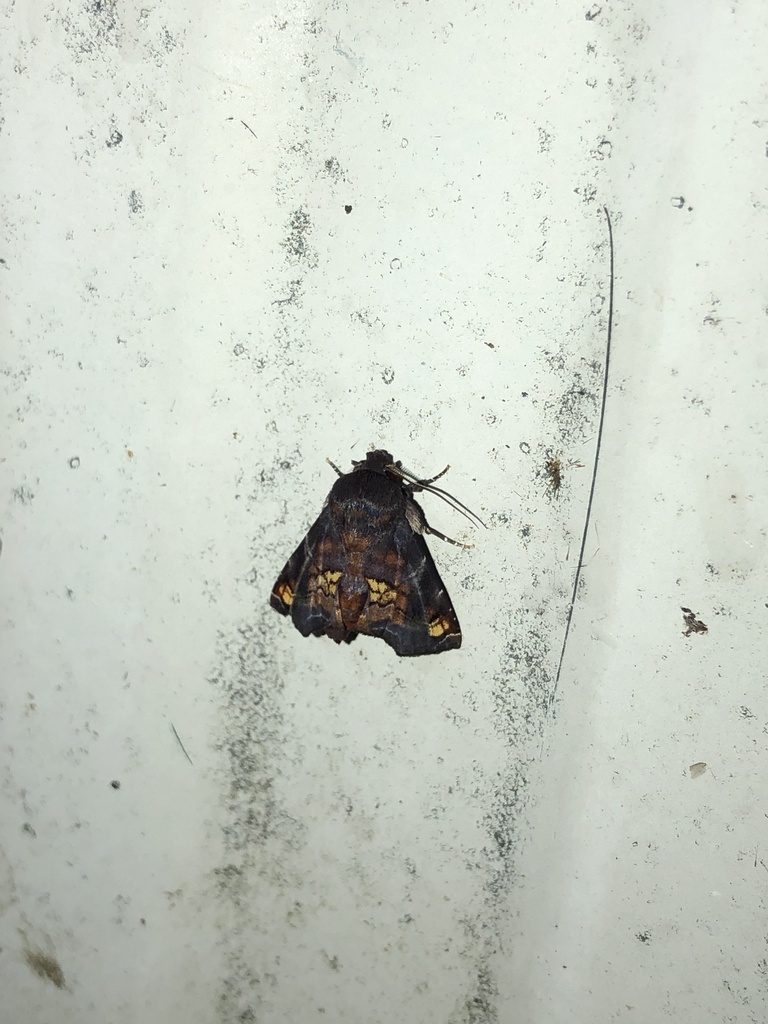 Penicillaria aureiplaga