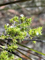 Styphelia appressa