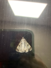 Agrotis malefida