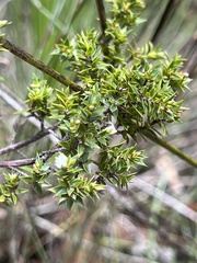 Styphelia appressa