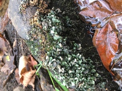 Dermatocarpon luridum