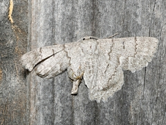 Crypsiphona ocultaria