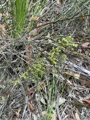 Styphelia appressa