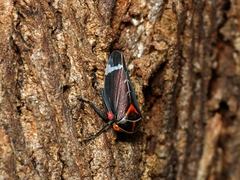 Eurymeloides lineata