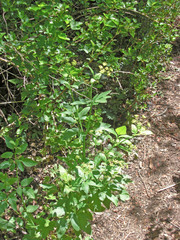 Osmorhiza occidentalis