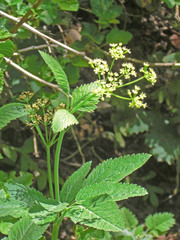 Osmorhiza occidentalis