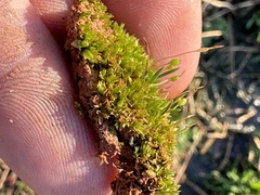 Physcomitrium pyriforme