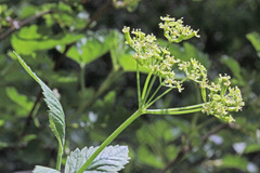 Osmorhiza occidentalis