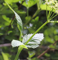 Osmorhiza occidentalis
