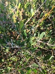 Ancylobothrys capensis