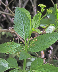 Osmorhiza occidentalis
