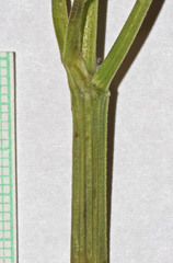 Osmorhiza occidentalis