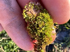 Physcomitrium pyriforme