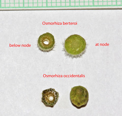 Osmorhiza occidentalis