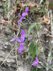 Hypoestes cumingiana