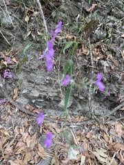 Hypoestes cumingiana
