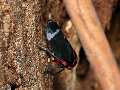 Eurymeloides lineata
