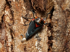 Eurymeloides lineata