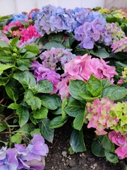 Hydrangea macrophylla
