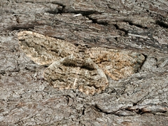 Scioglyptis canescaria