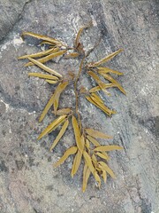 Cystophora xiphocarpa