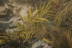 Cystophora xiphocarpa