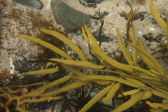 Cystophora xiphocarpa