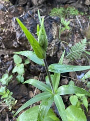 Fritillaria affinis